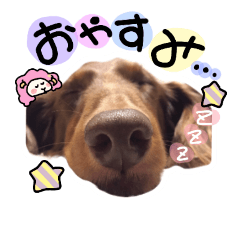 [LINEスタンプ] 愛犬アモ姫のごあいさつスタンプ