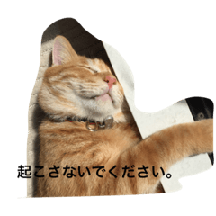 [LINEスタンプ] トラ猫ぷーじろう