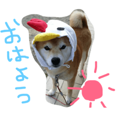 [LINEスタンプ] しば犬ランくん