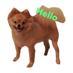 [LINEスタンプ] Simba(Pomeranian)