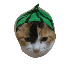 [LINEスタンプ] cute..cat