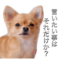 [LINEスタンプ] 鈴木家の愉快なわんこたち1