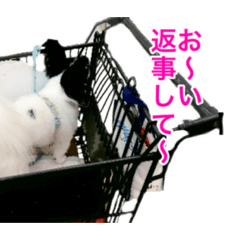 [LINEスタンプ] パピヨン犬ラテ君の日常