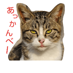 [LINEスタンプ] Street cats