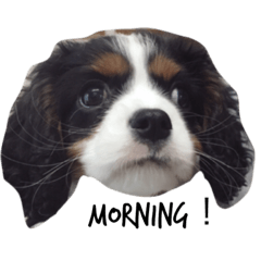 [LINEスタンプ] キャバリアの茶葉スタンプ No,1