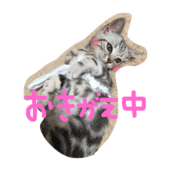 [LINEスタンプ] 僕はテトです。