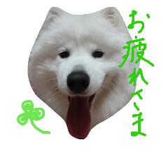 [LINEスタンプ] サモエドラルのもふもふスタンプ2