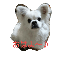 [LINEスタンプ] わんたん1