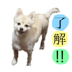 [LINEスタンプ] ガブとチャオ