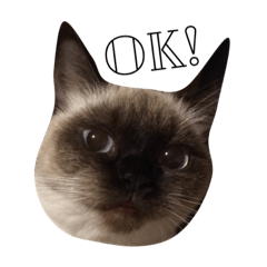 [LINEスタンプ] マンチカン シールポイントの猫スタンプ