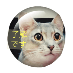 [LINEスタンプ] お返事、ねこ