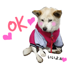 [LINEスタンプ] ドンとカイト