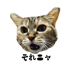 [LINEスタンプ] ニャンコスタンプ ベッキーのひと言その2