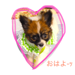 [LINEスタンプ] パピヨンの一日