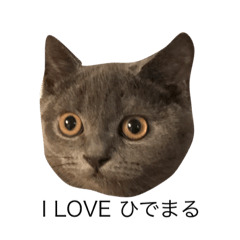 [LINEスタンプ] さかもと ひでまる