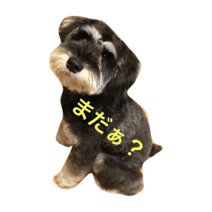 [LINEスタンプ] ミニシュナ永福その1