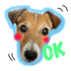 [LINEスタンプ] ジャックラッセルテリア.たけお