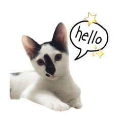 [LINEスタンプ] Oreo the Cat