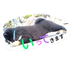 [LINEスタンプ] 柴犬 のら猫