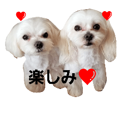 [LINEスタンプ] happy maltese family