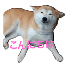 [LINEスタンプ] 柴犬こなつさん 2