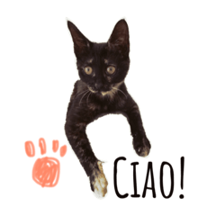 [LINEスタンプ] サビ猫のリリィちゃん
