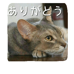 [LINEスタンプ] アビシニアンの猫さん