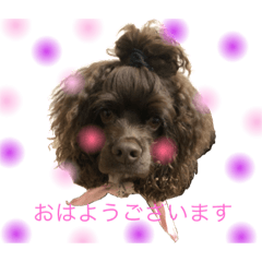 [LINEスタンプ] アメリカンコッカースパニエルのメリ