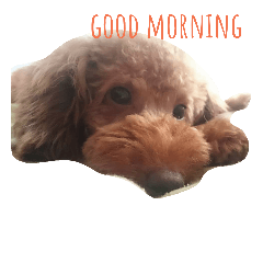 [LINEスタンプ] 犬とうさぎのスタンプ