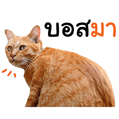 [LINEスタンプ] Futoru Cat 3 (Working)