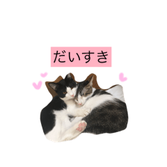 [LINEスタンプ] うちのにゃんこ！