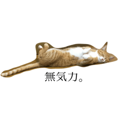 [LINEスタンプ] My pretty Cats is ram and mugiの画像（メイン）