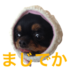 [LINEスタンプ] はらぺこにくきゅうスタンプ