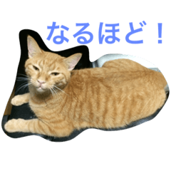 [LINEスタンプ] 我が家の猫達2