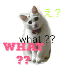 [LINEスタンプ] まめめこ