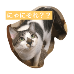 [LINEスタンプ] ハン君の気持ち