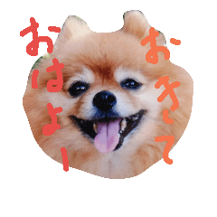 [LINEスタンプ] ポメのぷー