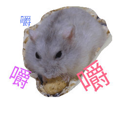 [LINEスタンプ] cute mice daily