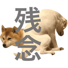 [LINEスタンプ] 柴犬と白い雑種犬-5