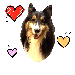 [LINEスタンプ] Cute sheltie シェットランド シープドッグ
