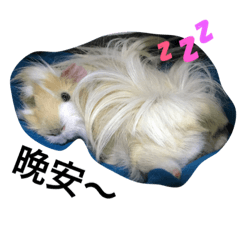 [LINEスタンプ] Mr.white the cutest guineapig