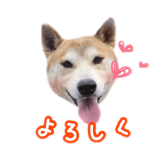 [LINEスタンプ] 柴犬チップのスタンプ