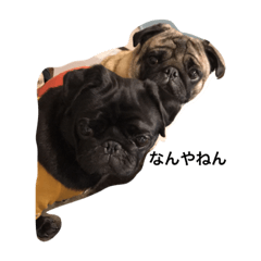 [LINEスタンプ] Pug ジン太とゲン太の日常