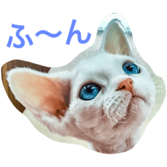 [LINEスタンプ] メルちゃん(デボンレックス)