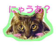 [LINEスタンプ] 可愛いにゃんこ写真スタンプ～3～