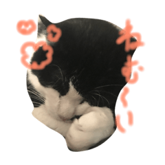 [LINEスタンプ] やる気ない猫ちゃん
