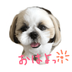 [LINEスタンプ] シーズー   sion ！