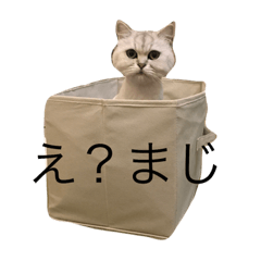 [LINEスタンプ] 猫の可愛さを利用したスタンプ