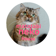 [LINEスタンプ] またたび猫スタンプ 