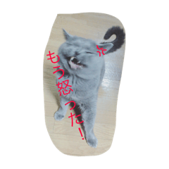 [LINEスタンプ] ブサかわ猫のれおんくん。